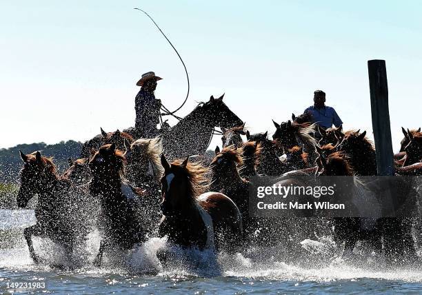 Wild ponies are herded into the Assateague Channel to for their annual swim to Chincoteague Island, on July 25, 2012 in Chincoteague, Virginia. Every...