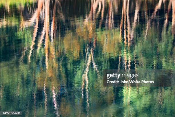 reflection of a gum tree in the murray river. renmark. south australia. - murray river stock pictures, royalty-free photos & images