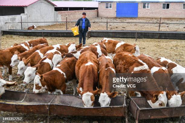 Simmental cattle feed at a farm on May 19, 2023 in Chifeng, Inner Mongolia Autonomous Region of China.
