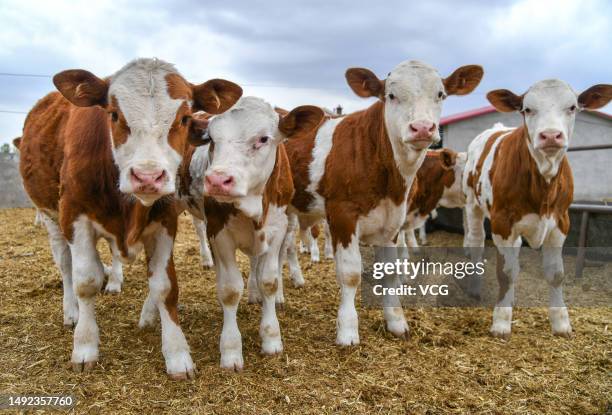 Simmental cattle feed at a farm on May 19, 2023 in Chifeng, Inner Mongolia Autonomous Region of China.