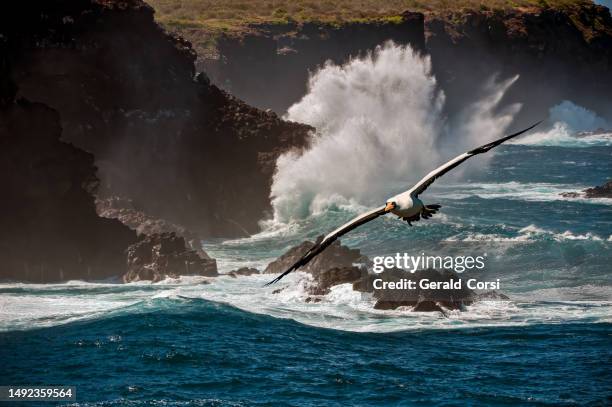 ocean waves on hood island or espanola island, galapagos islands, ecuador. galapagos islands national park. nazca booby flying. - blåshål djurkroppsdel bildbanksfoton och bilder