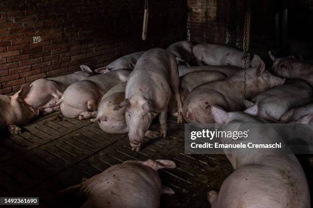 Pigs that survived the flood lay in a pigsty at farm on May 22, 2023 in Albereto, Italy. Fifteen people have died and forty thousands have been...