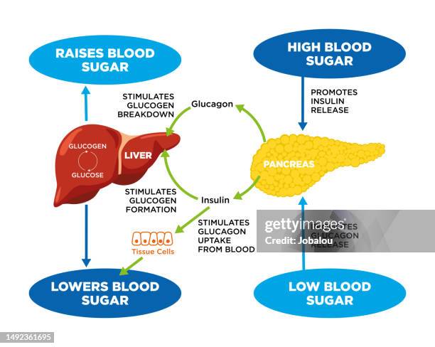 blutzuckerregulierung insulin- und glukagon-effekt-mechanismus-schema - metabolismus stock-grafiken, -clipart, -cartoons und -symbole