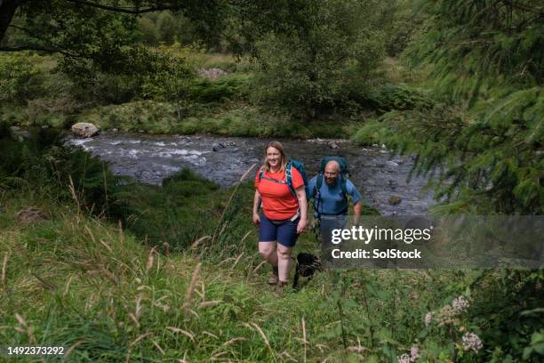 walking beside the river - august dog stock pictures, royalty-free photos & images