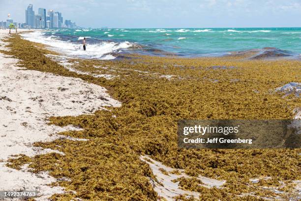 Miami Beach, Florida, North Beach Atlantic Ocean shoreline, large quantity of arriving seaweed sargassum macroalgae, tourist trying to swim.