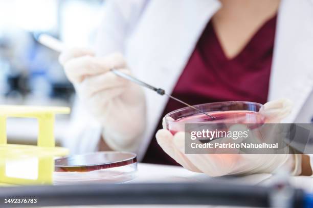 unrecognizable medical technologist, inoculating bacteria colony sample with an inoculation loop, onto a petri dish with macconkey agar (mac) culture medium, at the lab. - boîte de pétri photos et images de collection