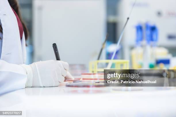 unrecognizable medical technologist labeling a petri dish with blood agar culture medium, with a permanent marker, at the clinical microbiology laboratory - microbiologist stock pictures, royalty-free photos & images