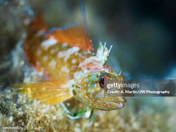black-faced blenny (tripterygion delaisi) - majestic marine fish in its natural habitat - black blenny stock pictures, royalty-free photos & images