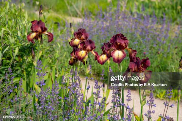 bearded iris 'kent pride' flowering in late may - bearded iris stockfoto's en -beelden