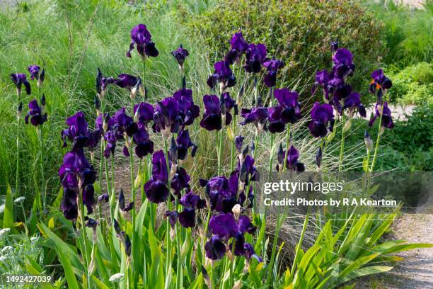 deep purple bearded iris flowering in late may - bearded iris stockfoto's en -beelden