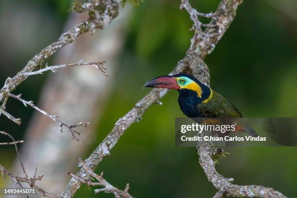 golden-collared toucanet (selenidera reinwardtii) - yasuni national park stock pictures, royalty-free photos & images