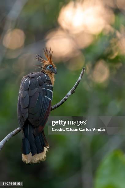 hoatzin (opisthocomus hoazin) - yasuni national park stock pictures, royalty-free photos & images