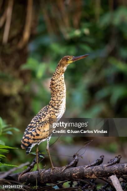 rufescent tiger heron (tigrisoma lineatum) - paradise tanager stock pictures, royalty-free photos & images