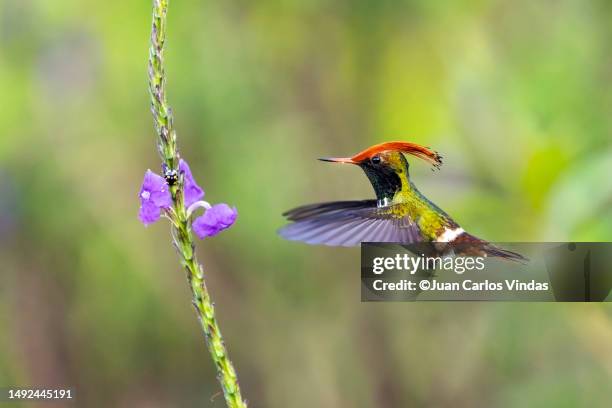 rufous-crested coquette (lophornis delattrei) - pic of hummingbird stock pictures, royalty-free photos & images