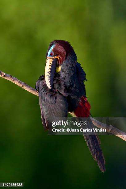 lettered aracari  (pteroglossus inscriptus) - amazon rainforest stock pictures, royalty-free photos & images