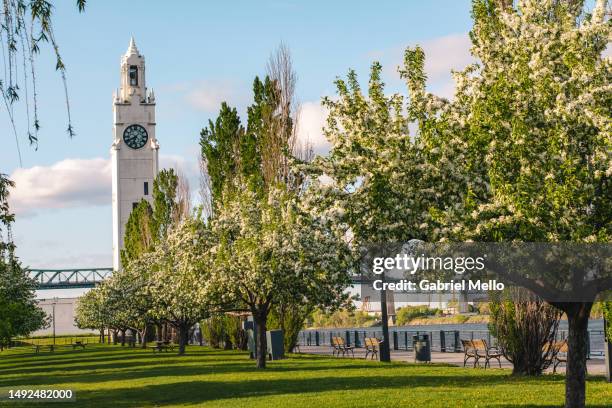 clock tower framed by flowers in montreal - montreal stock pictures, royalty-free photos & images