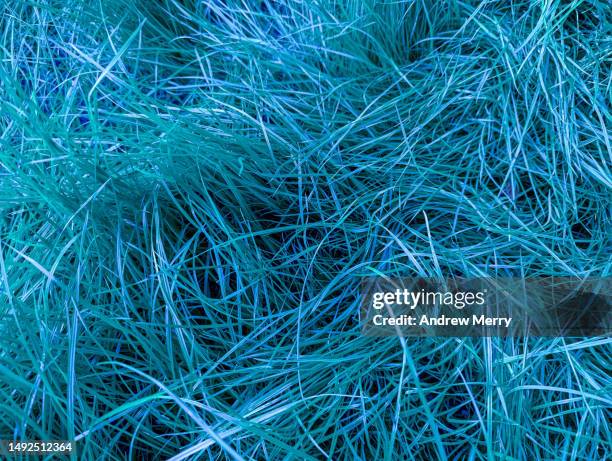 Blue Turfgrass 2,971 Blue Turf Stock Photos, High-Res Pictures, and Images - Getty Images