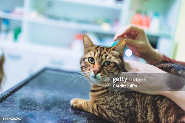 veterinarian using anti-flea drops to treat a cat - parasitic stock pictures, royalty-free photos & images