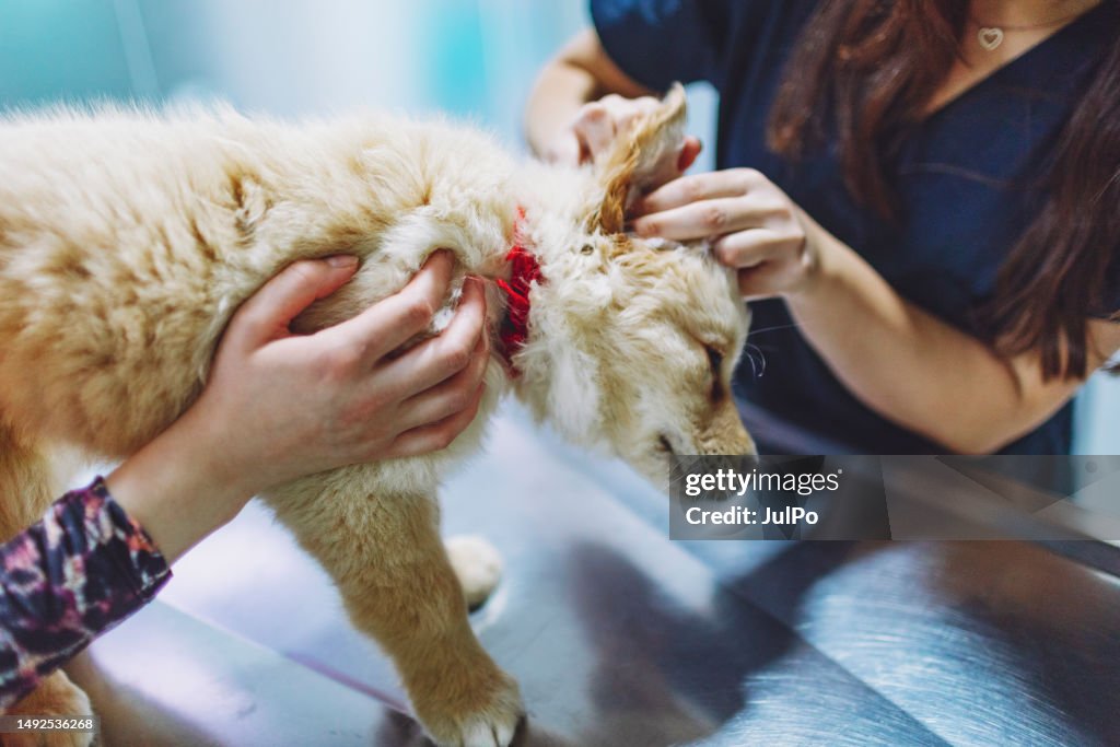 Vet cleaning the ears of puppy on the table in the veterinary clinic