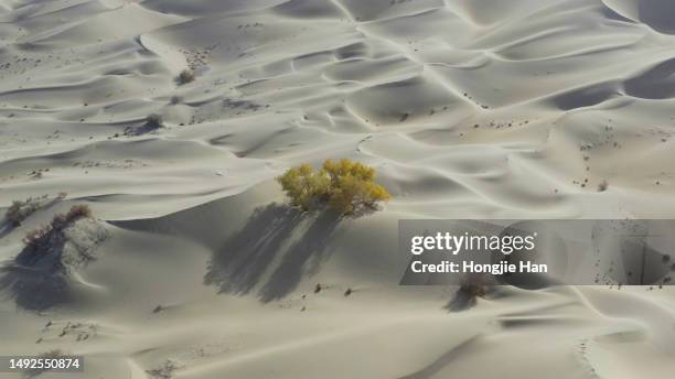 desert - 美國 stock pictures, royalty-free photos & images