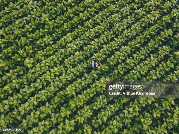 aerial view of farmer working at tobacco farm at morning - cultivo de tabaco fotografías e imágenes de stock