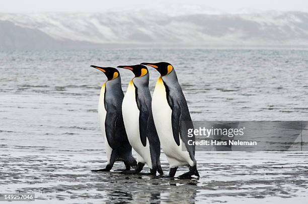 chile, tierra del fuego, bahia inutil, three king penguins walking in row - king penguin stockfoto's en -beelden