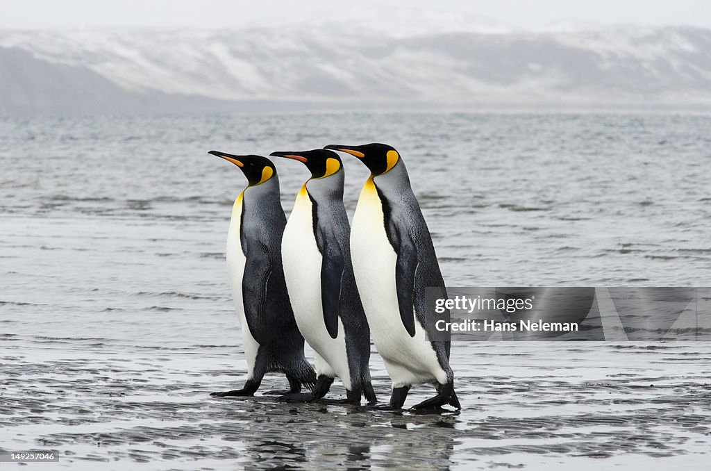 Chile, Tierra Del Fuego, Bahia Inutil, Three King Penguins walking in row