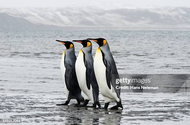 chile, tierra del fuego, bahia inutil, three king penguins walking in row - penguin stock pictures, royalty-free photos & images