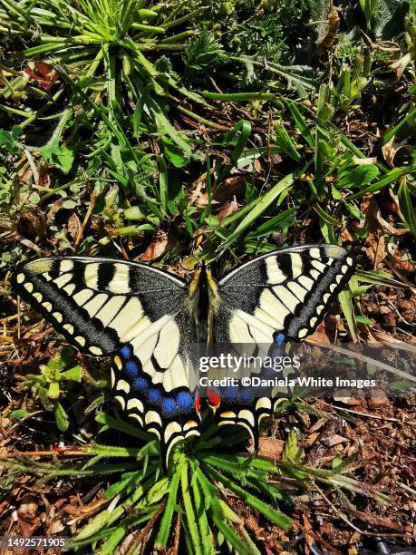 black and yellow swallowtail butterfly, catalonia, spain - tiger swallowtail butterfly stock pictures, royalty-free photos & images