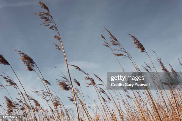 Image Cardre Reeds Reeds Photos and Premium High Res Pictures - Getty Images