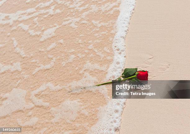 Beaches Red Roses 22,308 Beach Rose Stock Photos, High-Res Pictures, and Images - Getty ...