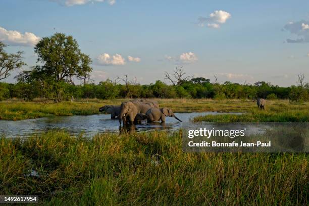 herd of elephants in a river - moremi game reserve stock pictures, royalty-free photos & images
