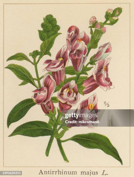 old chromolithograph illustration of botany, common snapdragon (antirrhinum majus) - antirrhinum majus imagens e fotografias de stock