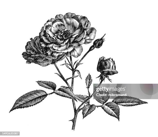 227 Smell Roses Drawing Stock Photos, High-Res Pictures, and Images ...
