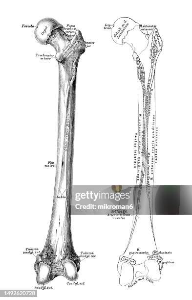 old engraved illustration of bone of the right femur - opperarmbeen stockfoto's en -beelden