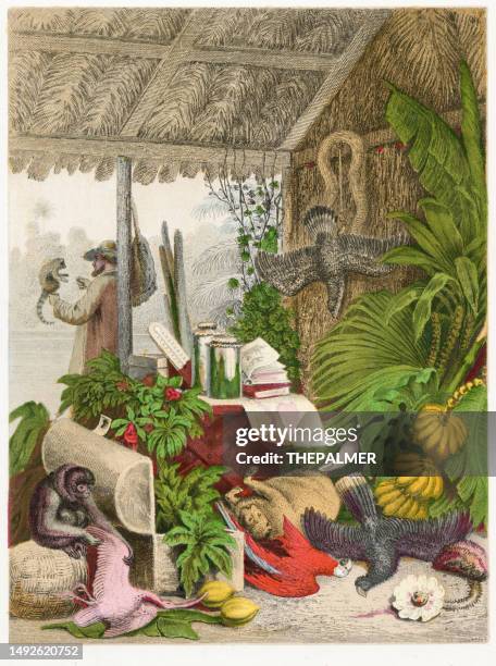 ilustraciones, imágenes clip art, dibujos animados e iconos de stock de animales exóticos en la selva brasileña ilustración de la lámina en color 1857 - siglo xix