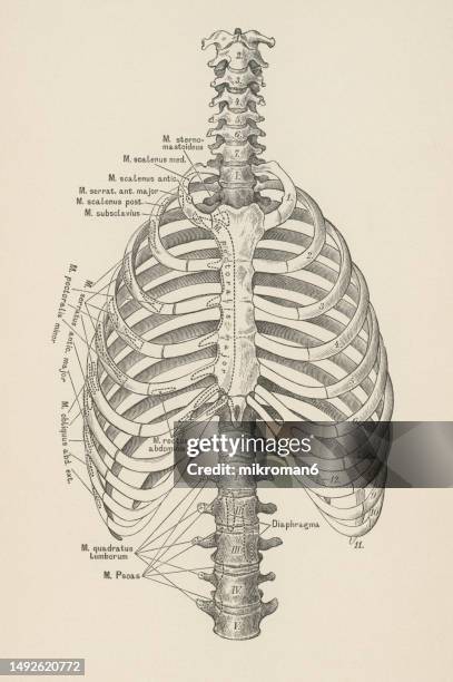 old engraved illustration of bones of human spine and ribs - rib cage stock-fotos und bilder