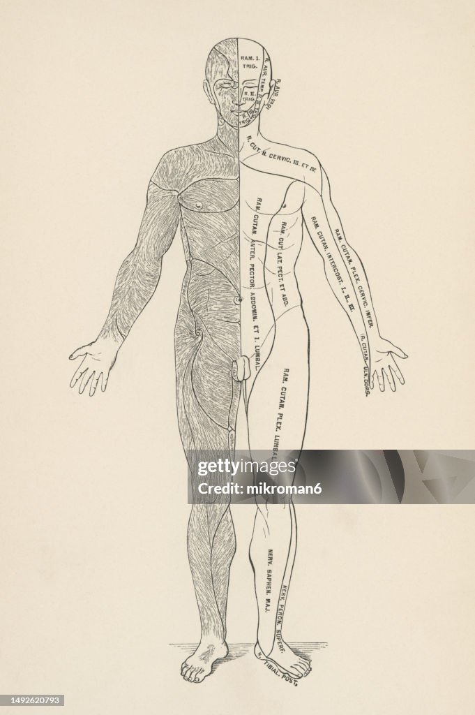 Old engraved illustration of the direction of the hair and the branching areas of the skin nerves