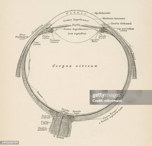 old engraved illustration of anatomy of the human eye, section of the eyeball - retina stock pictures, royalty-free photos & images