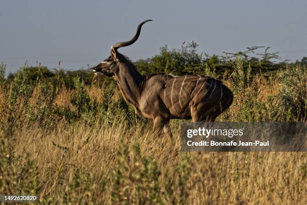 large male kudu - horn of africa stock-fotos und bilder