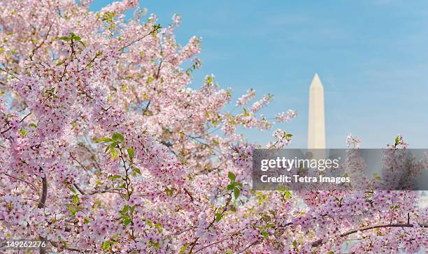 usa, washington dc, cherry blossom with washington monument in background - washington monument washington dc stock pictures, royalty-free photos & images