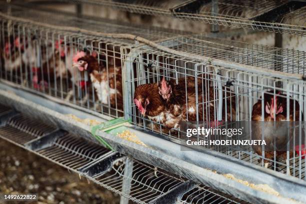 chickens inside agricultural cages - caged farm animals stock pictures, royalty-free photos & images