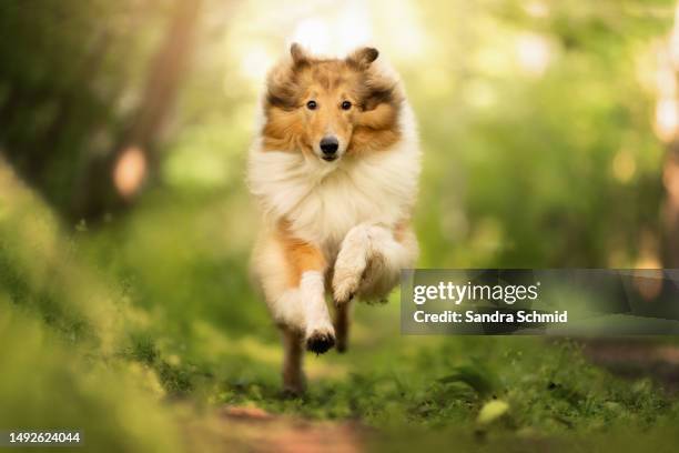 351 Lassie Dog Stock Photos, High-Res Pictures, and Images - Getty Images