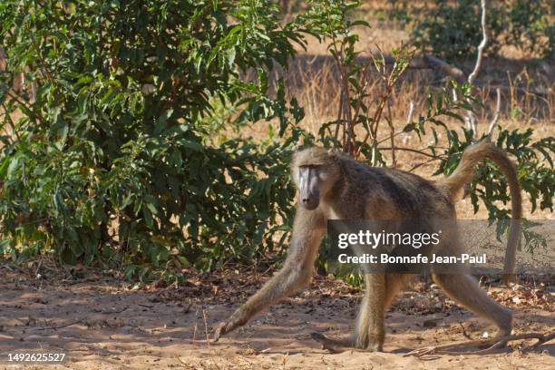 aggressive baboon - angry monkey stock pictures, royalty-free photos & images