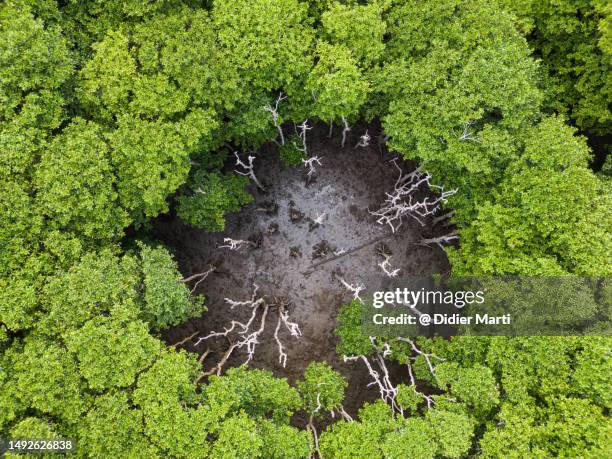 top down view mangrove forest in japan - wilderness area stockfoto's en -beelden