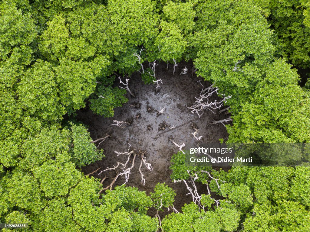 Top down view Mangrove forest in Japan