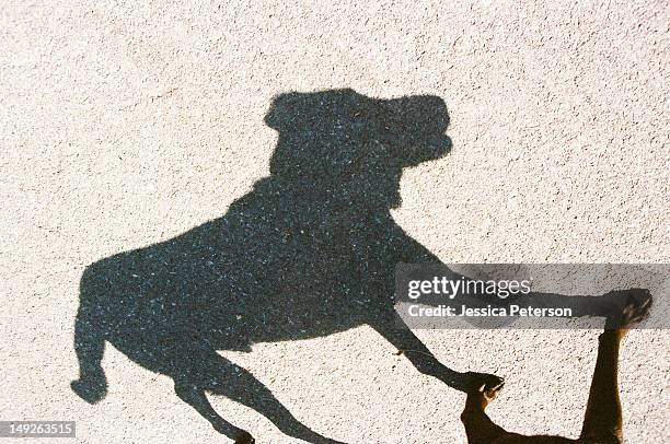 usa, utah, salt lake city, shadow of dog - schaduw in het middelpunt stockfoto's en -beelden