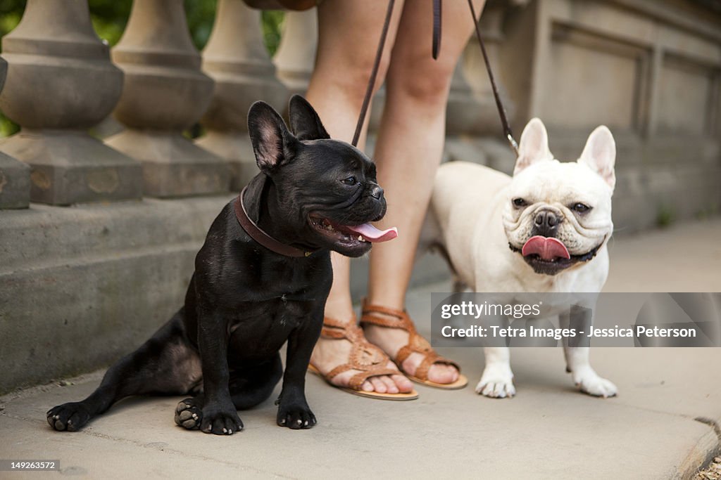 Usa, New York State, New York City, Portrait of two French Bulldogs