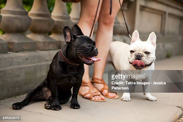 usa, new york state, new york city, portrait of two french bulldogs - hecheln stock-fotos und bilder