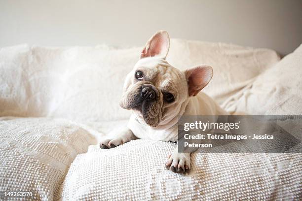 usa, new york state, new york city, portrait of french bulldog lying down on sofa - フレンチブルドッグ ストックフォトと画像